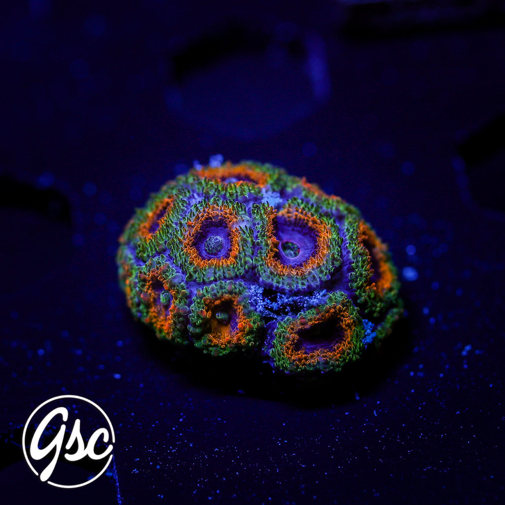 GSC Electric Pineapple Micromussa #1 (re-release)