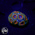 GSC Electric Pineapple Micromussa #1 (re-release)
