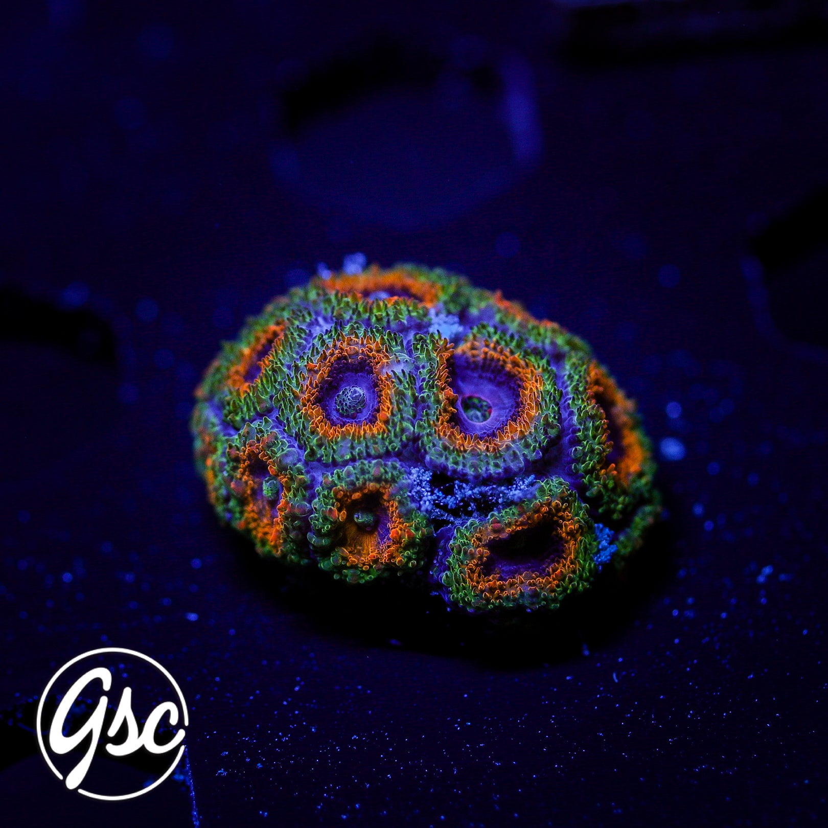 GSC Electric Pineapple Micromussa #1 (re-release)