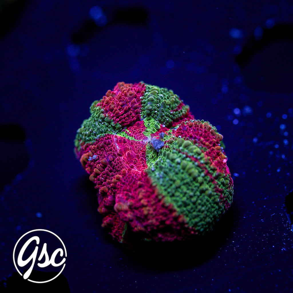 GSC Reverse Bleeding Apple Bowerbanki #5