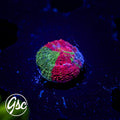 GSC Reverse Bleeding Apple Bowerbanki #3