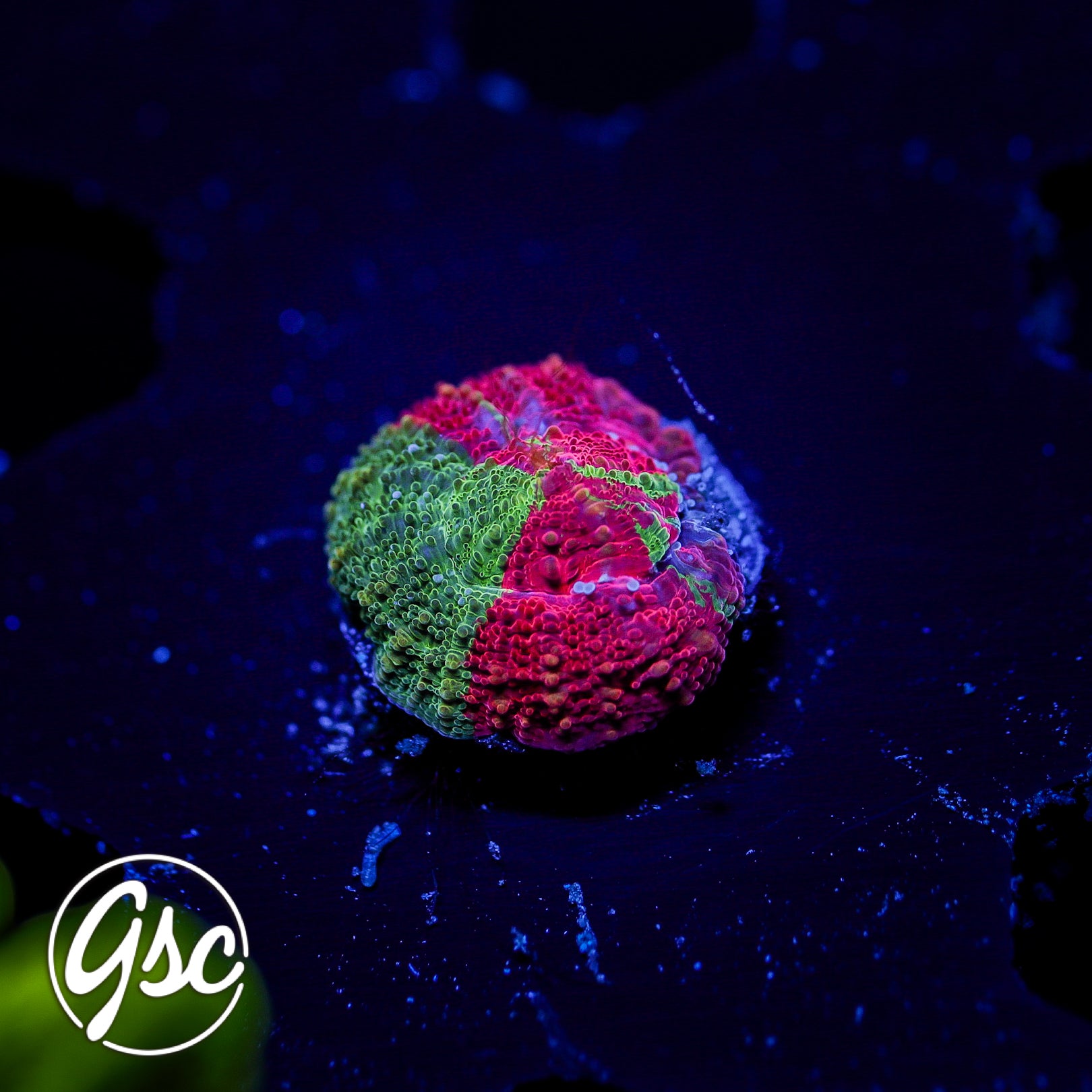 GSC Reverse Bleeding Apple Bowerbanki #3