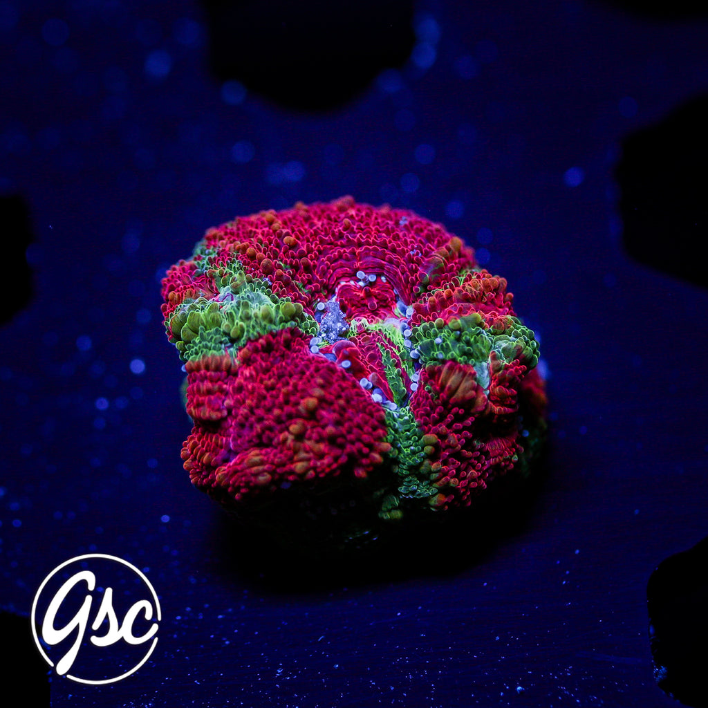 GSC Reverse Bleeding Apple Bowerbanki #4