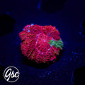 GSC Reverse Bleeding Apple Bowerbanki #1