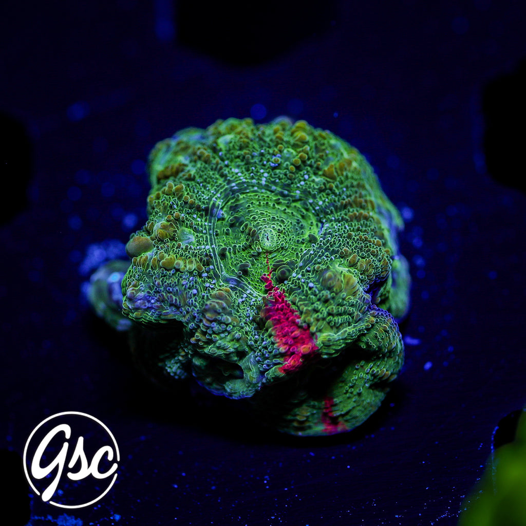 GSC Bleeding Apple Bowerbanki #1