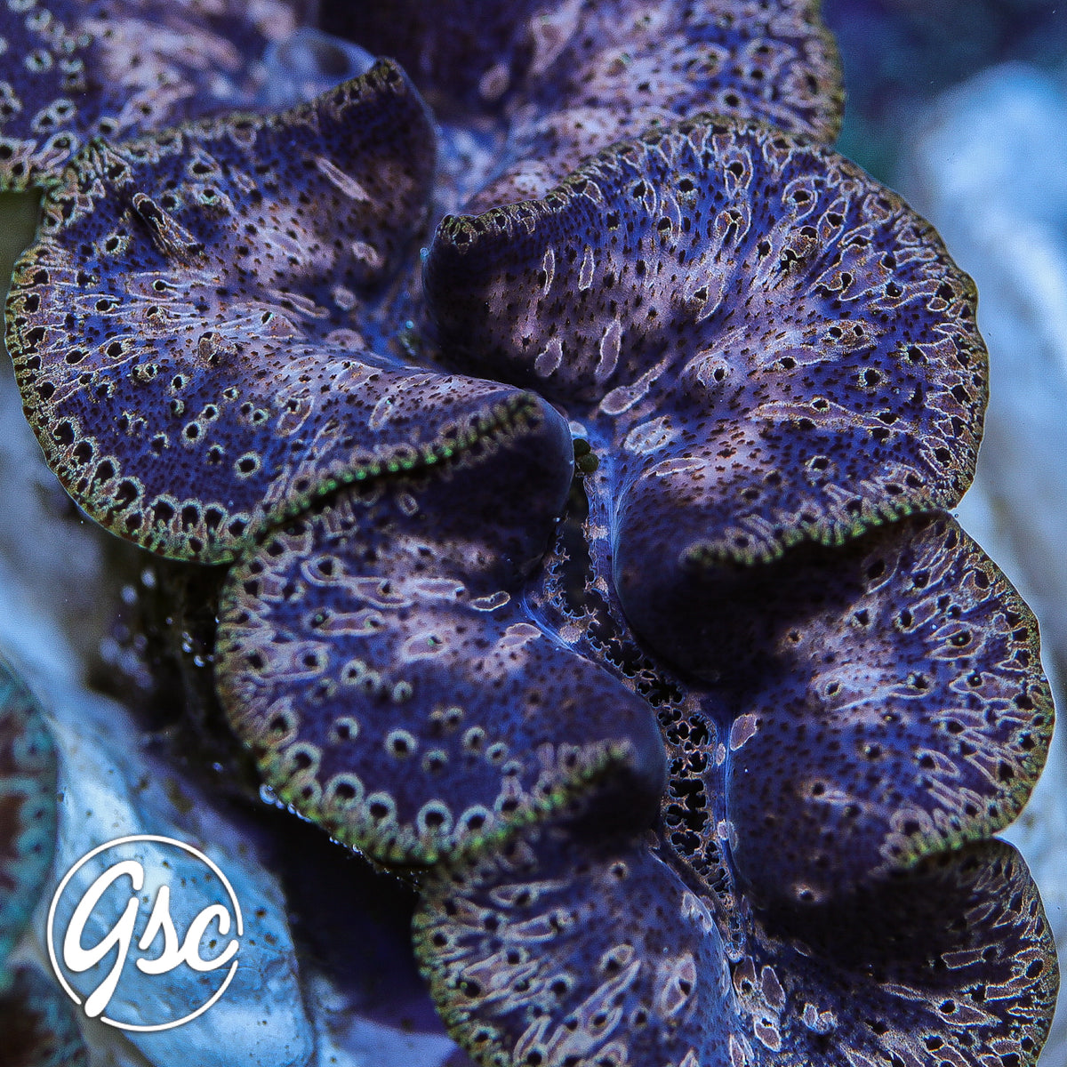 GSC Ningaloo Noae Clam #2 – WYSIWYG