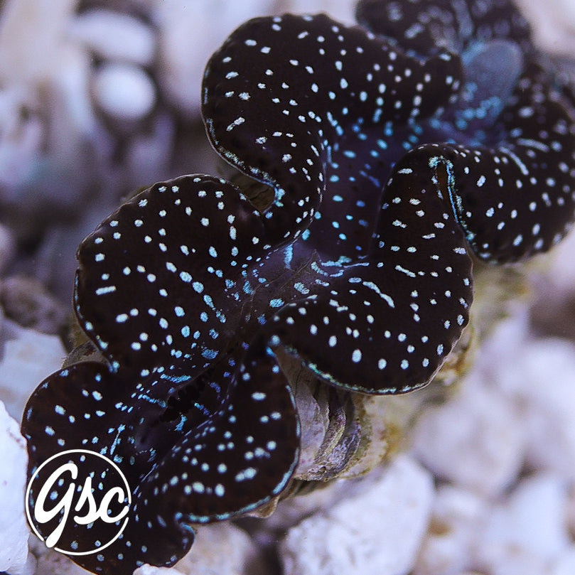 GSC Black Diamond Maxima Clam – WYSIWYG (1.5")