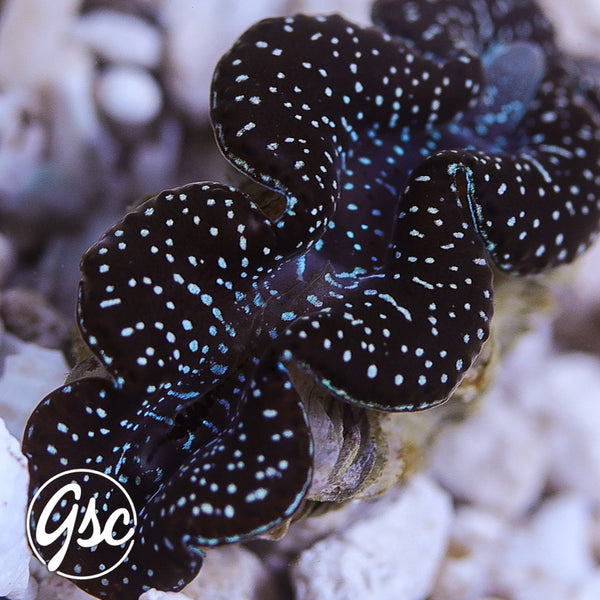GSC Black Diamond Maxima Clam – WYSIWYG (1.5")