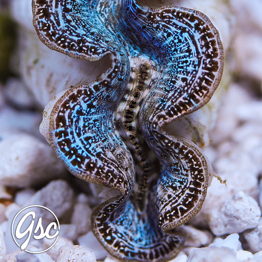 GSC Ice Blue Mosaic Maxima Clam – WYSIWYG (1.5"-2.5")