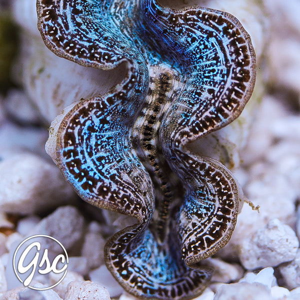 GSC Ice Blue Mosaic Maxima Clam – WYSIWYG (1.5"-2.5")