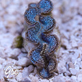 GSC Ice Blue Mosaic Maxima Clam – WYSIWYG (1.5"-2.5")