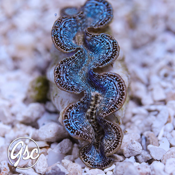 GSC Ice Blue Mosaic Maxima Clam – WYSIWYG (1.5"-2.5")