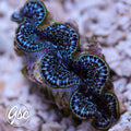 GSC Midnight Blue Maxima Clam – WYSIWYG (1.5"-2")
