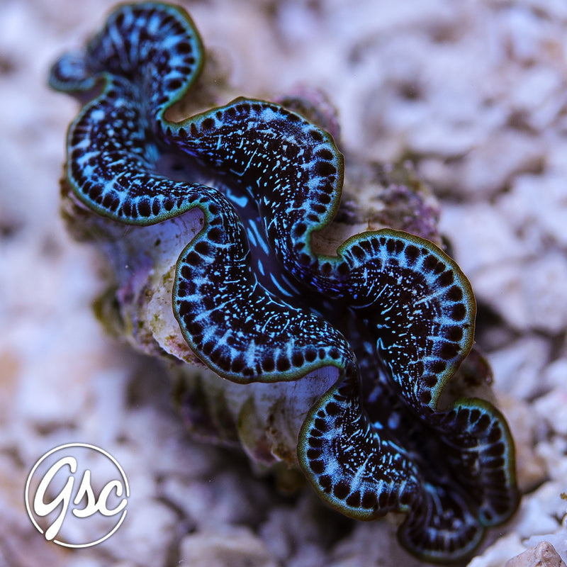 GSC Midnight Blue Maxima Clam (1.5"-2")