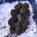 GSC Golden Galaxy Maxima Clam – WYSIWYG (1.5"-2")