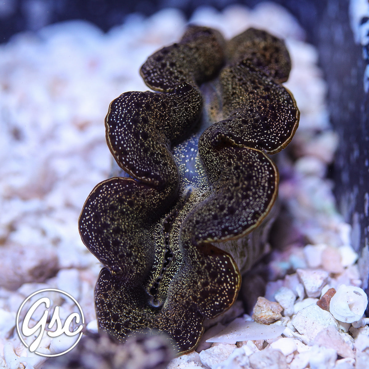 GSC Golden Galaxy Maxima Clam – WYSIWYG (1.5"-2")