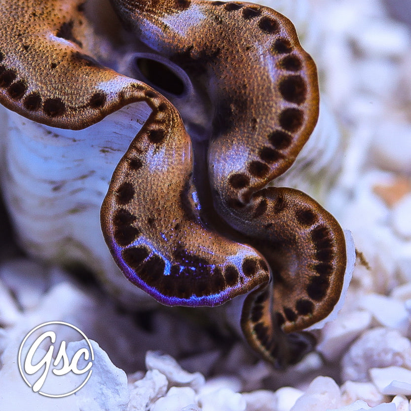 GSC Gold & Purple “Graft” Maxima Clam – WYSIWYG (1.5"-2.5")