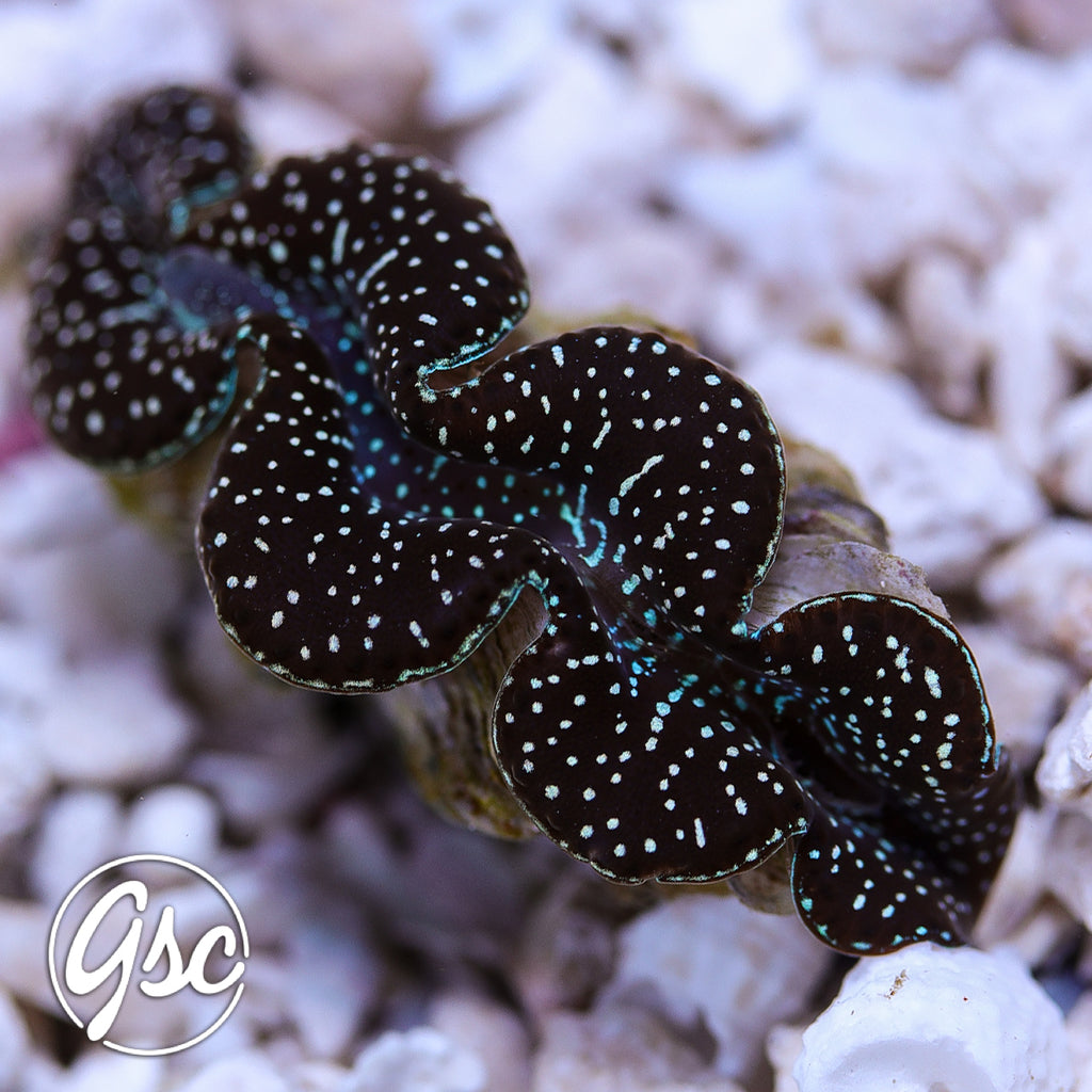 GSC Black Diamond Maxima Clam – WYSIWYG (1.5")
