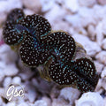 GSC Black Diamond Maxima Clam – WYSIWYG (1.5")