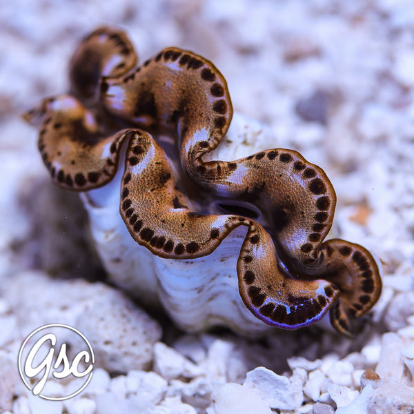 GSC Gold & Purple “Graft” Maxima Clam – WYSIWYG (1.5"-2.5")