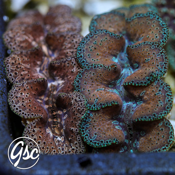 GSC Ningaloo Noae Teardrop Pair – WYSIWYG