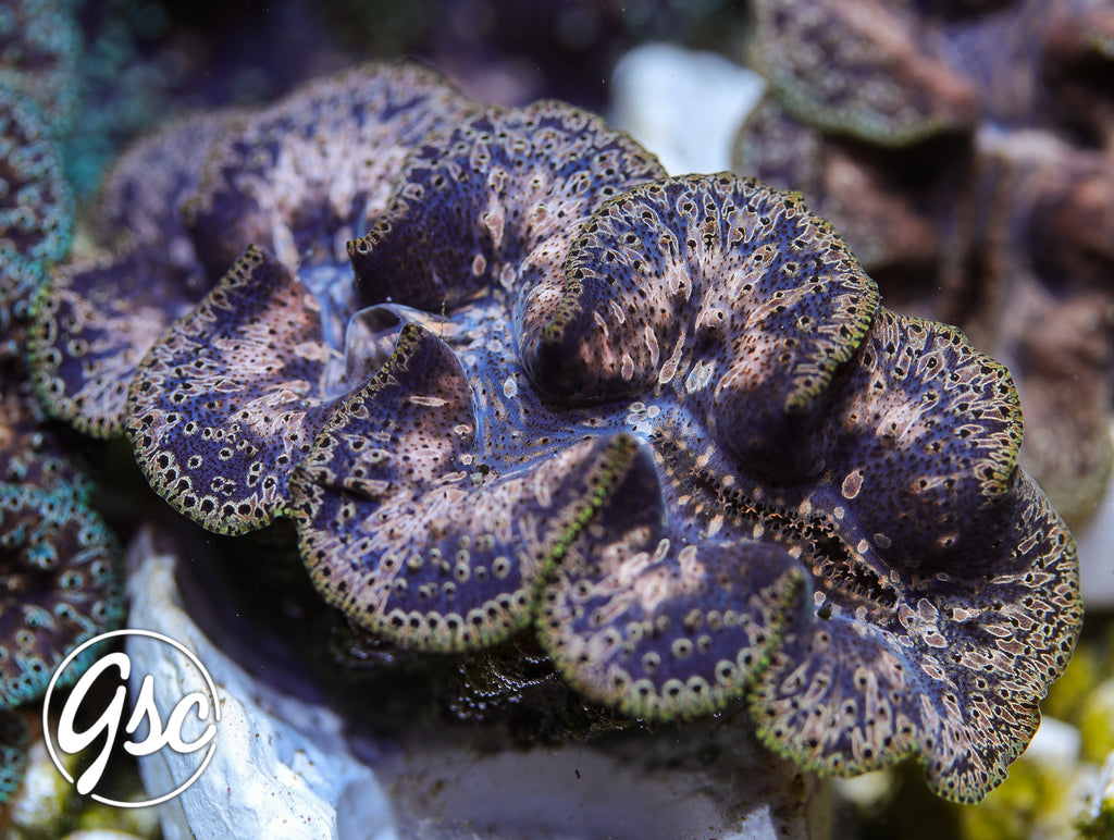 GSC Ningaloo Noae Clam #2 – WYSIWYG