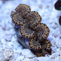 GSC Gold Lace Maxima Clam – WYSIWYG