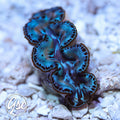 Blue & Teal Maxima Clam – WYSIWYG
