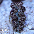 ORA Black and Cream Maxima (1.5"-2")