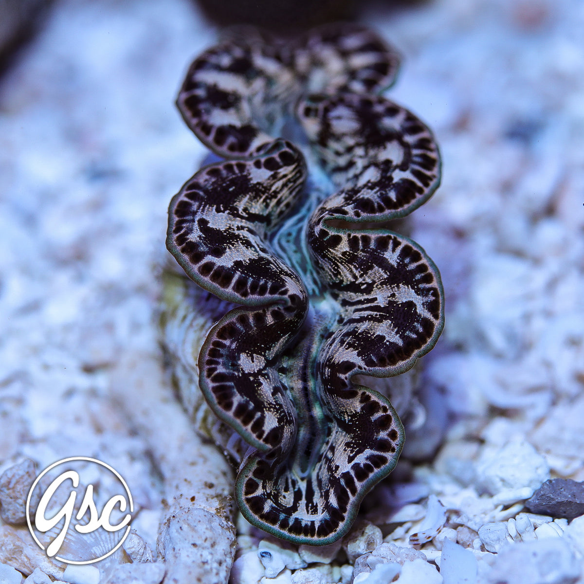 ORA Black and Cream Maxima (1.5"-2")