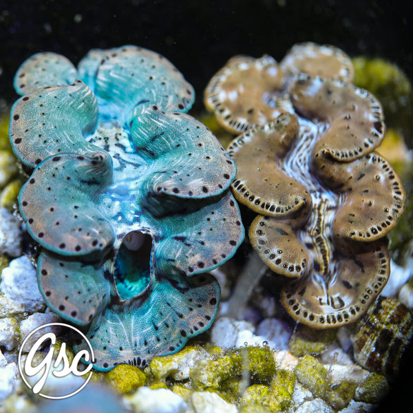 GSC Green & Gold Maxima Pair – WYSIWYG