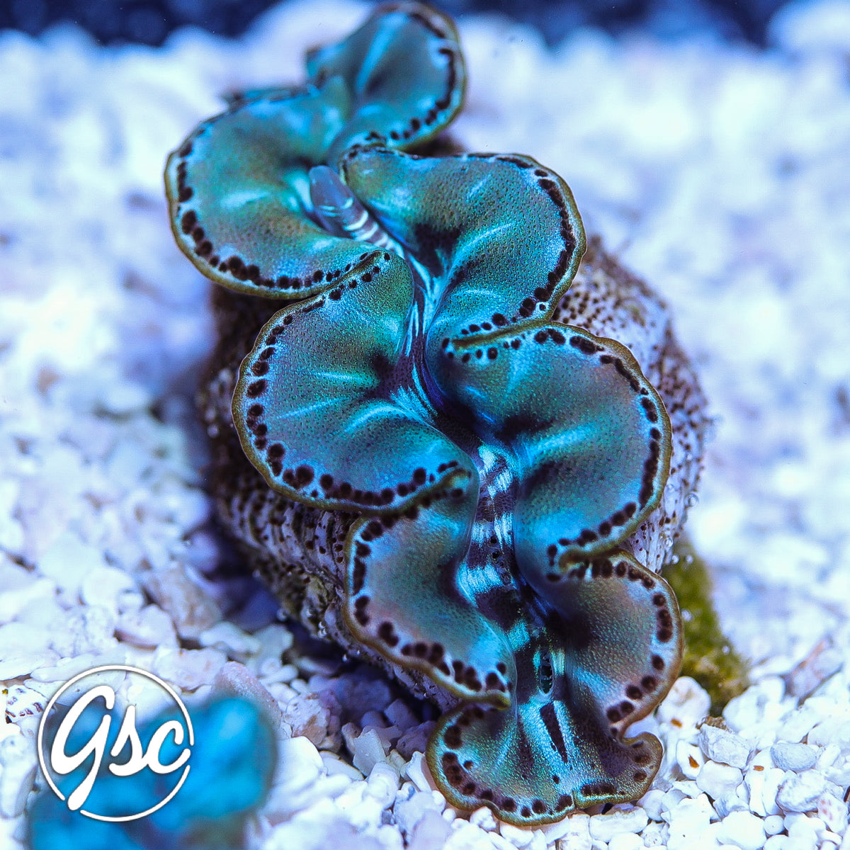 ORA Ultra Blue Maxima #2 (1.5"-2")