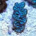 ORA Ultra Blue Maxima #1 (1.5"-2")