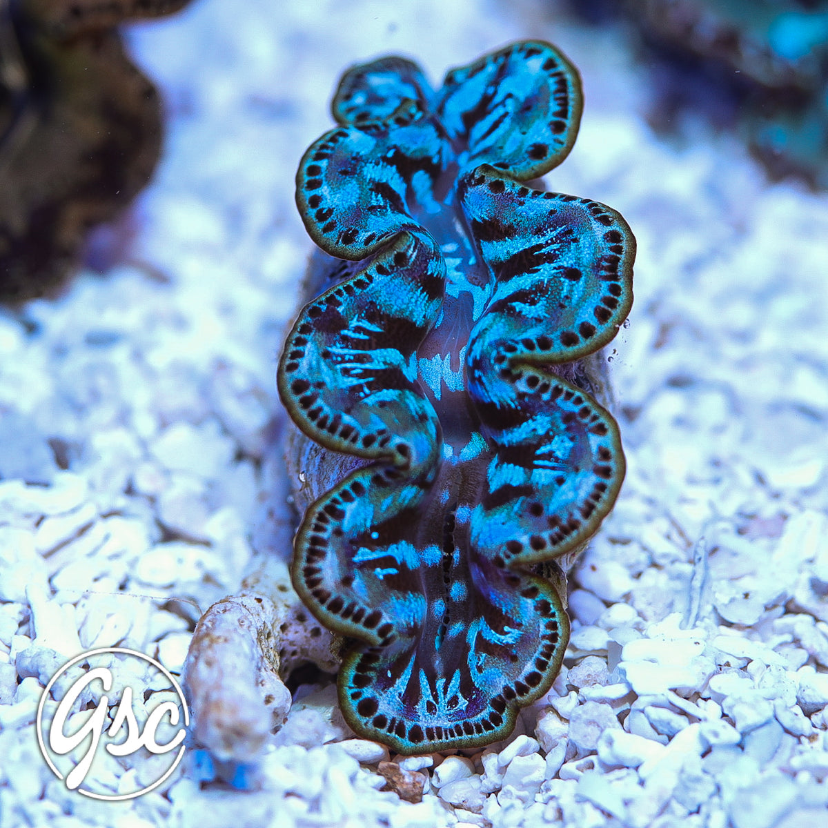 ORA Ultra Blue Maxima #1 (1.5"-2")