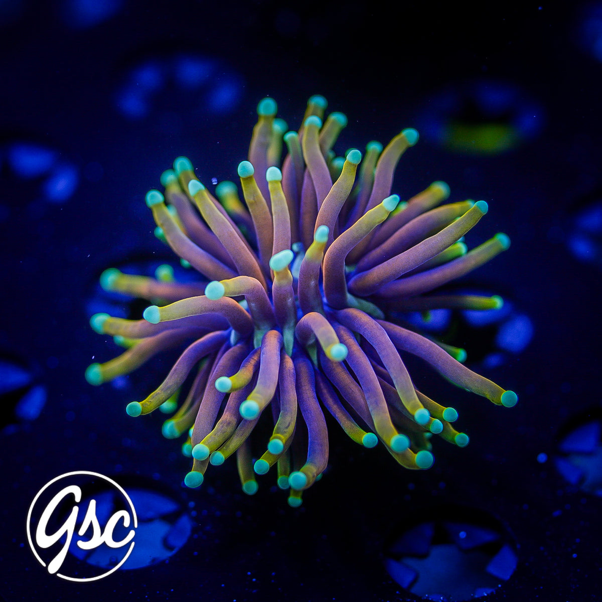 GSC Hellfire Torch #1 (Single)