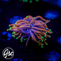 GSC Gold Torch #1 (Single)
