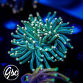 GSC Green-Peach Tip Torch #1 (Single)