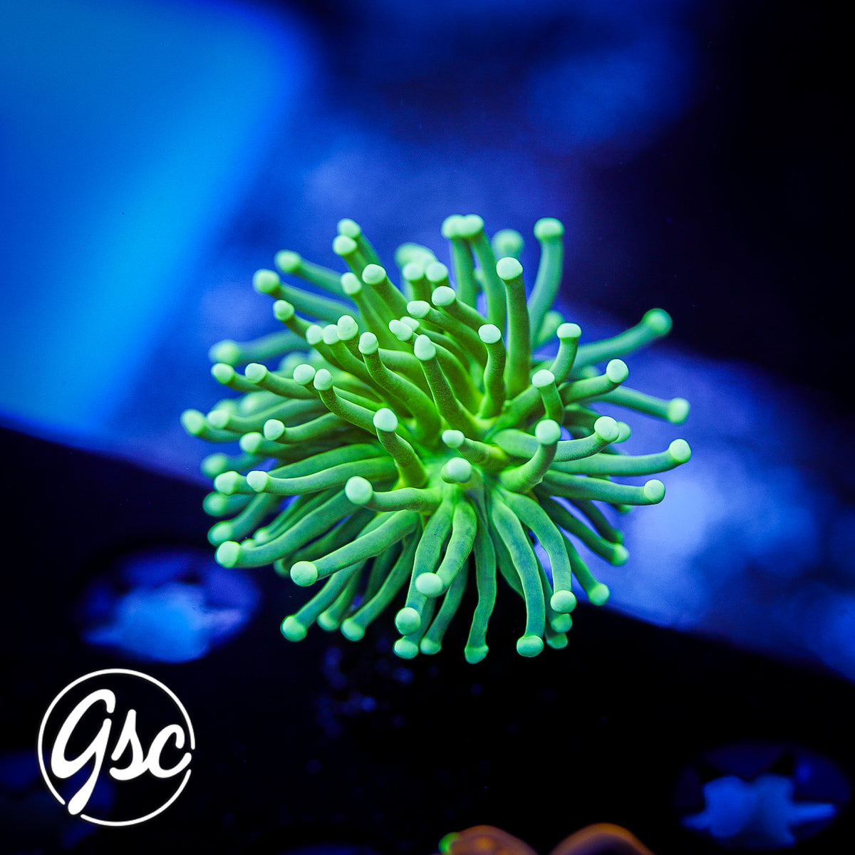 GSC Bright Green Torch #1 (Single)