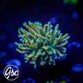 GSC Blow-Pop Torch # 1 (Single)