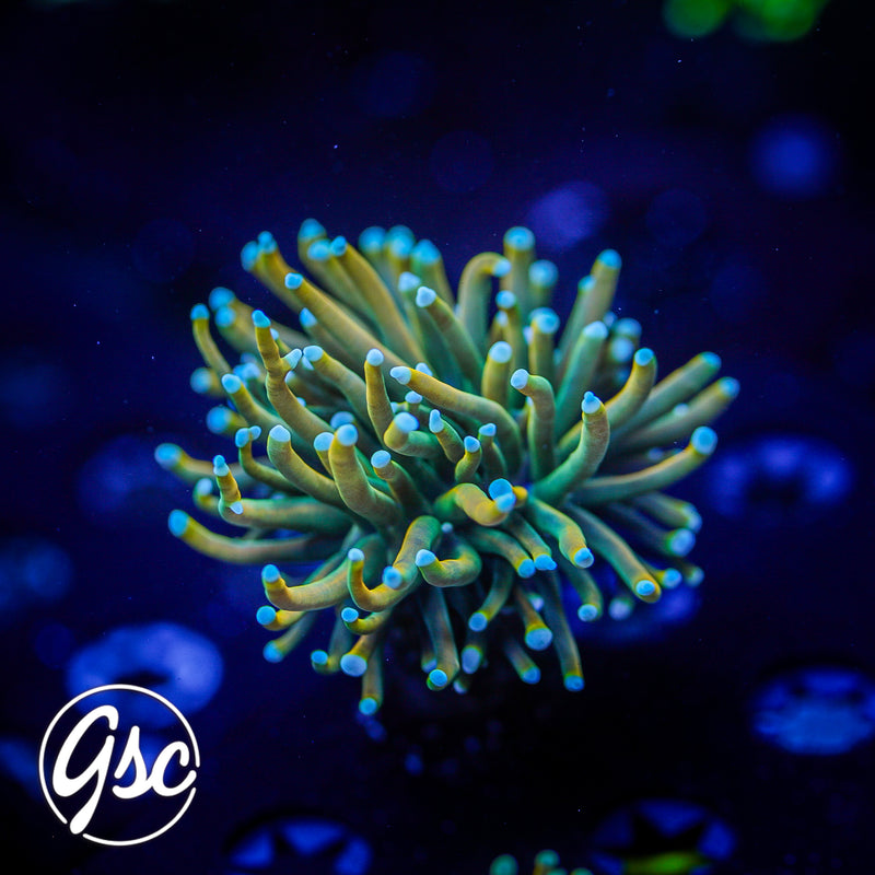 GSC Blow-Pop Torch # 1 (Single)