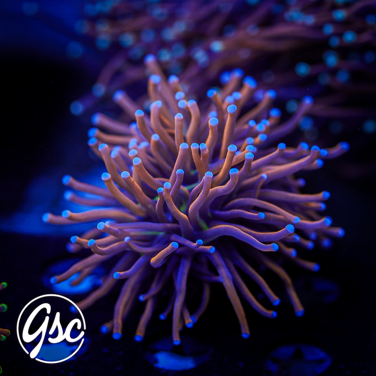 GSC Ultra NY Nicks Torch #1 (Single)