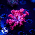GSC Pink Goni #1