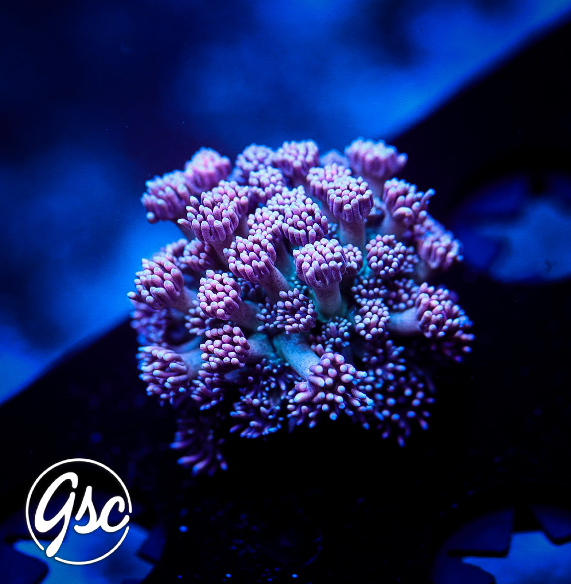 GSC Cosmic Voodoo Goniopora #1