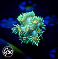 GSC Aquaman Goni