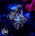TSA Rose Petal Goniopora #1