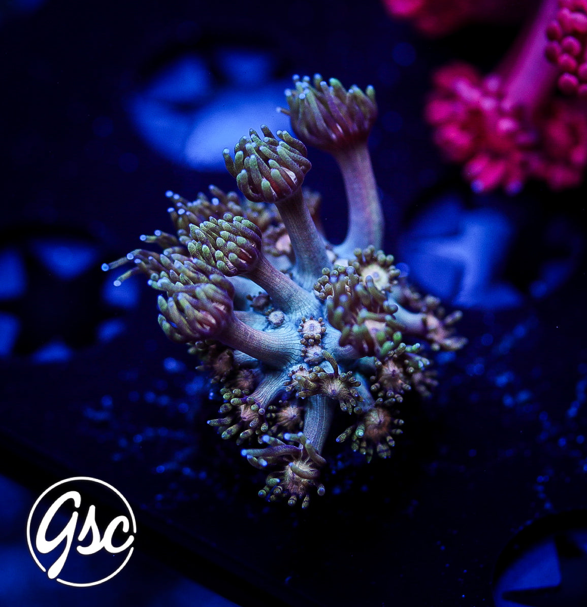 TSA Rose Petal Goniopora #1