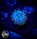 GSC Rainbow Fungia #1 (Cultured)