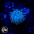 GSC Rainbow Fungia #2 (Cultured)