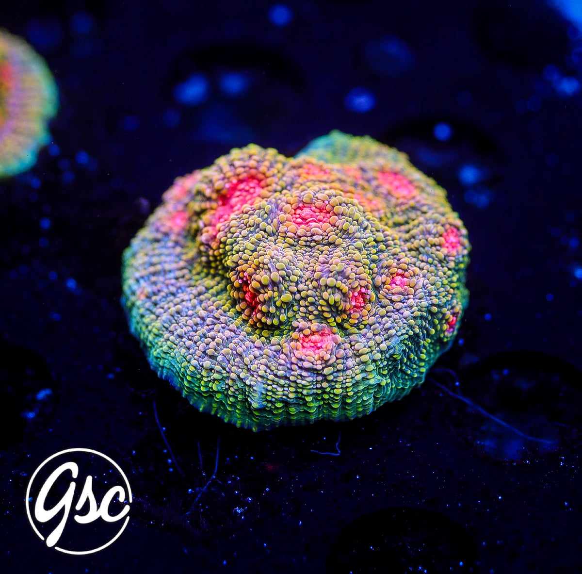 Tyree Bubblegum Monster Chalice #1