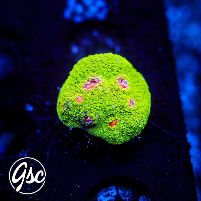 CB 3G Mummy Eye (OG) - Slight Grafting